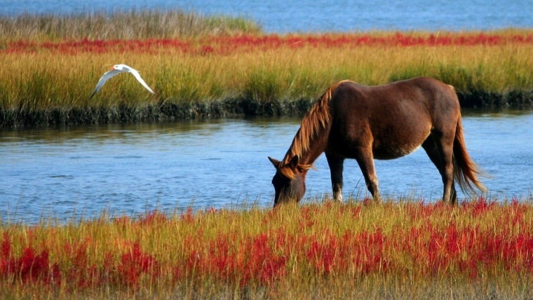 Is your mind a wild or tamed horse?